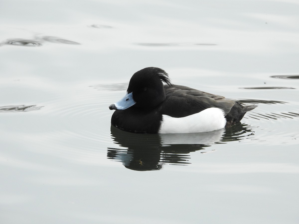 Porrón Moñudo - ML646101906