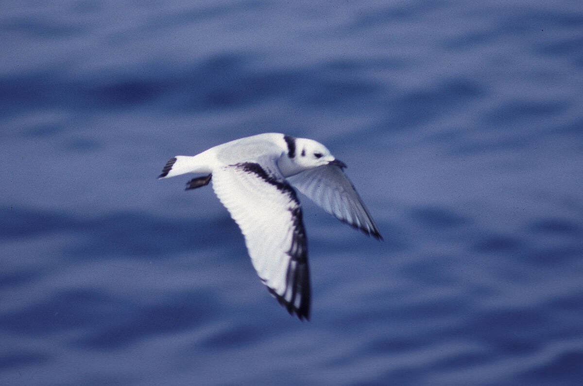 Gaviota Tridáctila - ML646101907