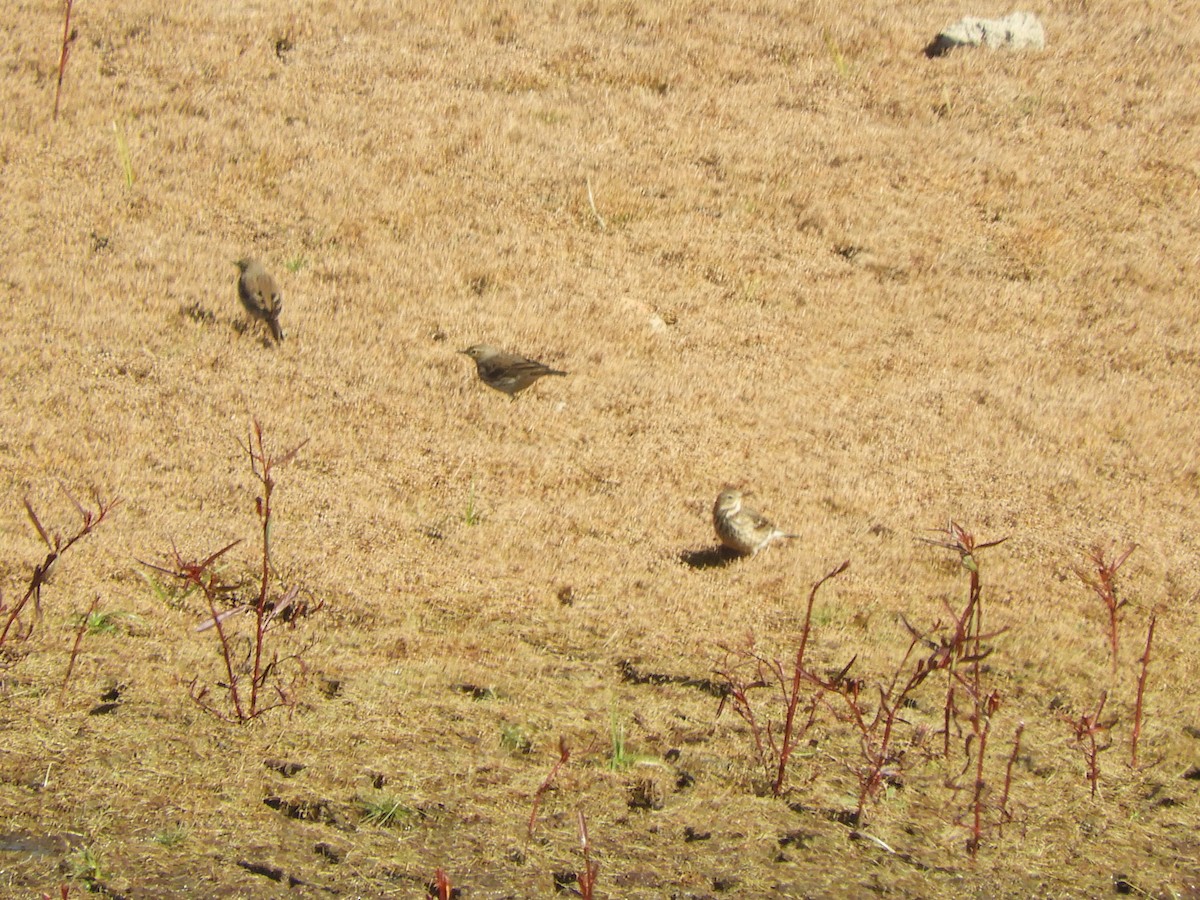 Bisbita Siberiano - ML646101908