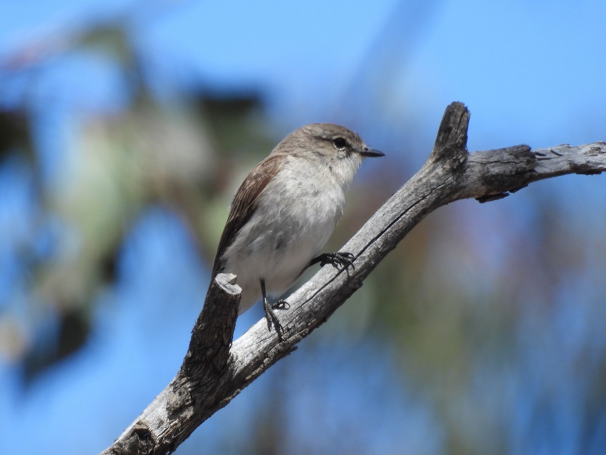 Petroica Fascinante - ML646101909