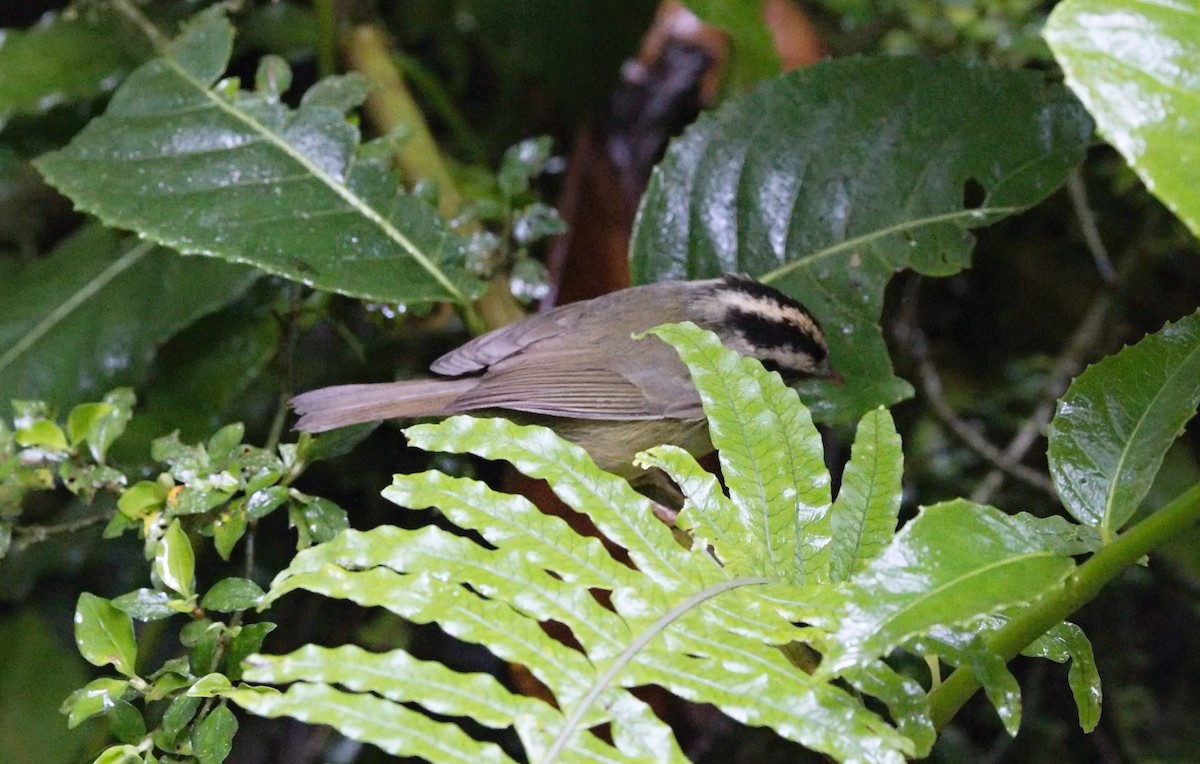 Reinita Tica - ML646101911