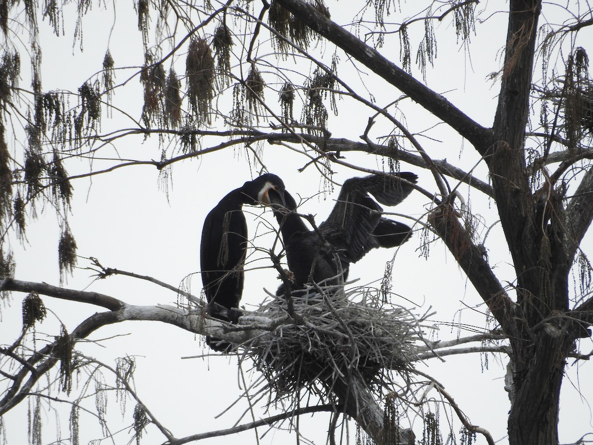 Cormorán Grande - ML646101912