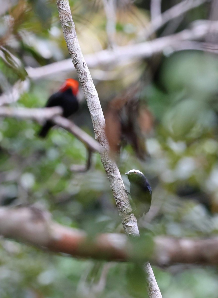 Saltarín Cabecirrojo Sureño - ML646101914