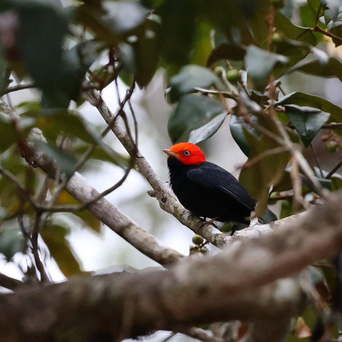 Saltarín Cabecirrojo Sureño - ML646101915