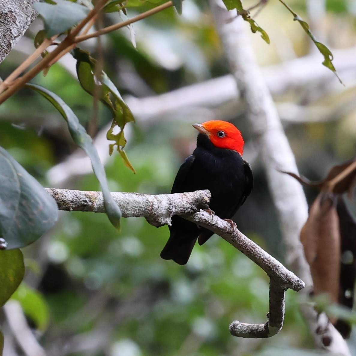 Saltarín Cabecirrojo Sureño - ML646101916