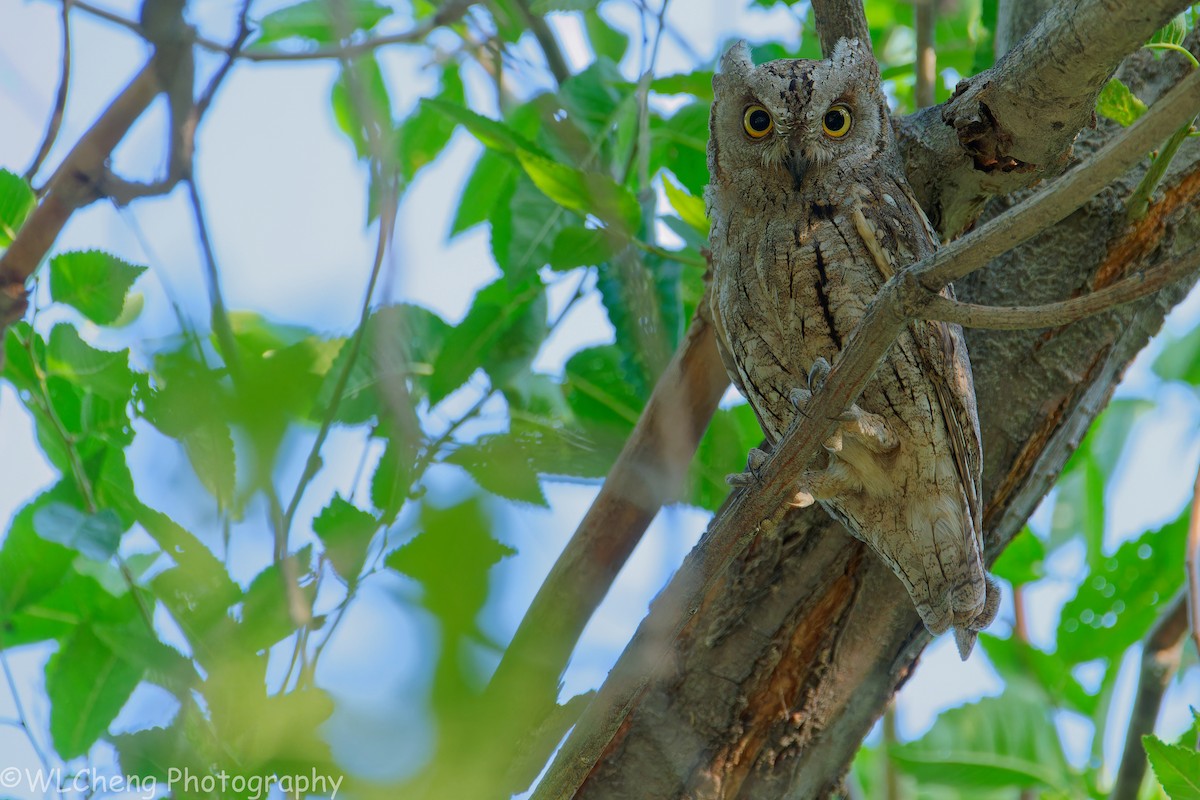 Autillo Europeo - ML646101917