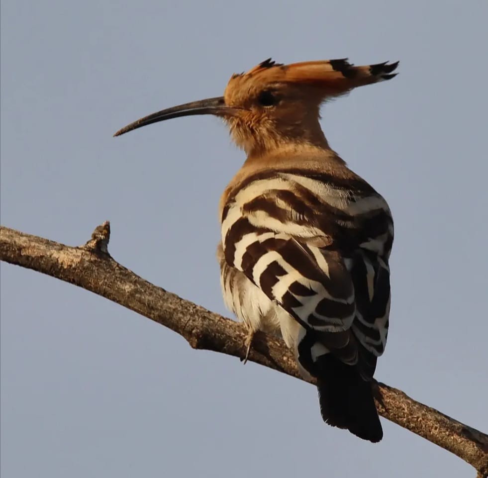 Abubilla Común - ML646101919