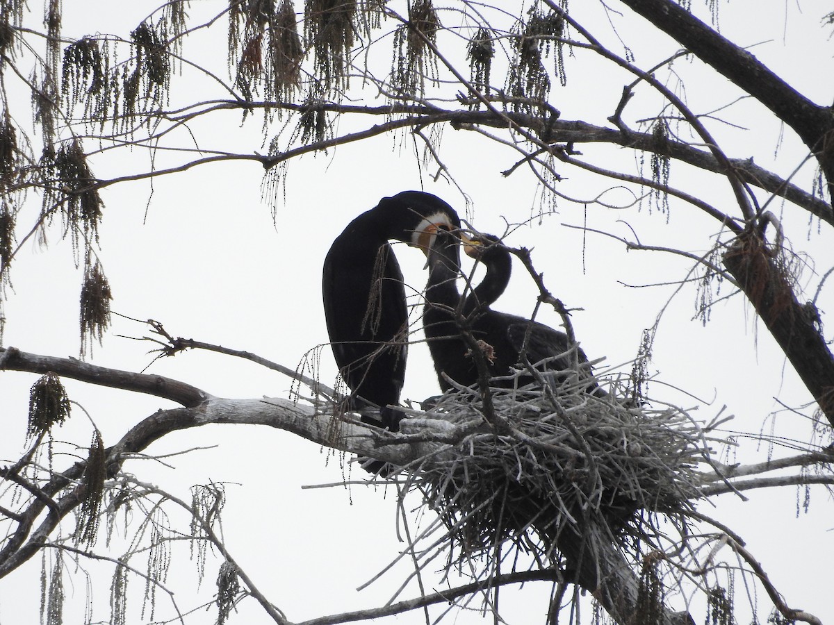 Cormorán Grande - ML646101920