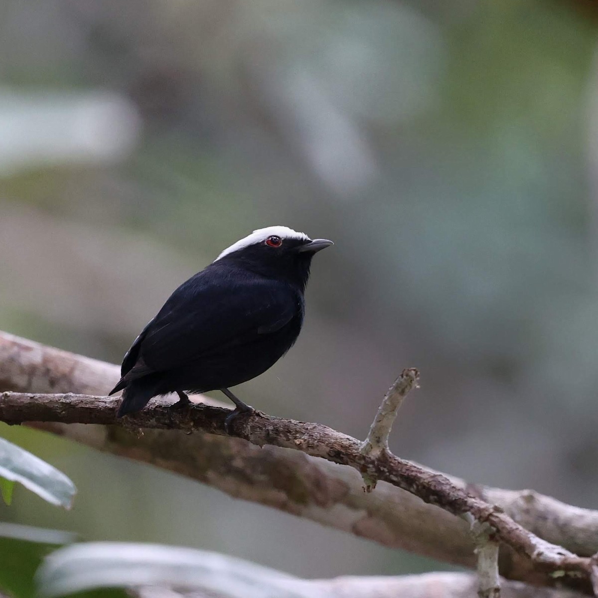 Saltarín Coroniblanco - ML646101921