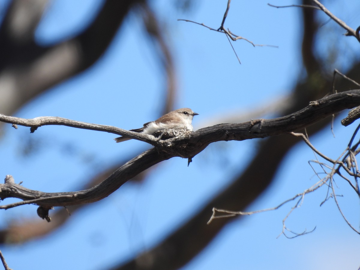 Avustalya Şakıcı Sinekkapanı - ML646101922