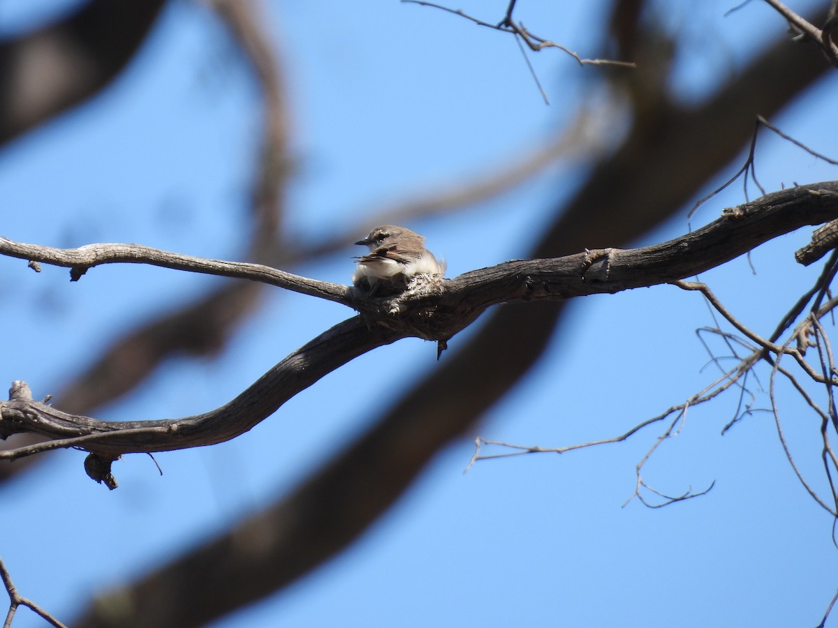 Avustalya Şakıcı Sinekkapanı - ML646101923