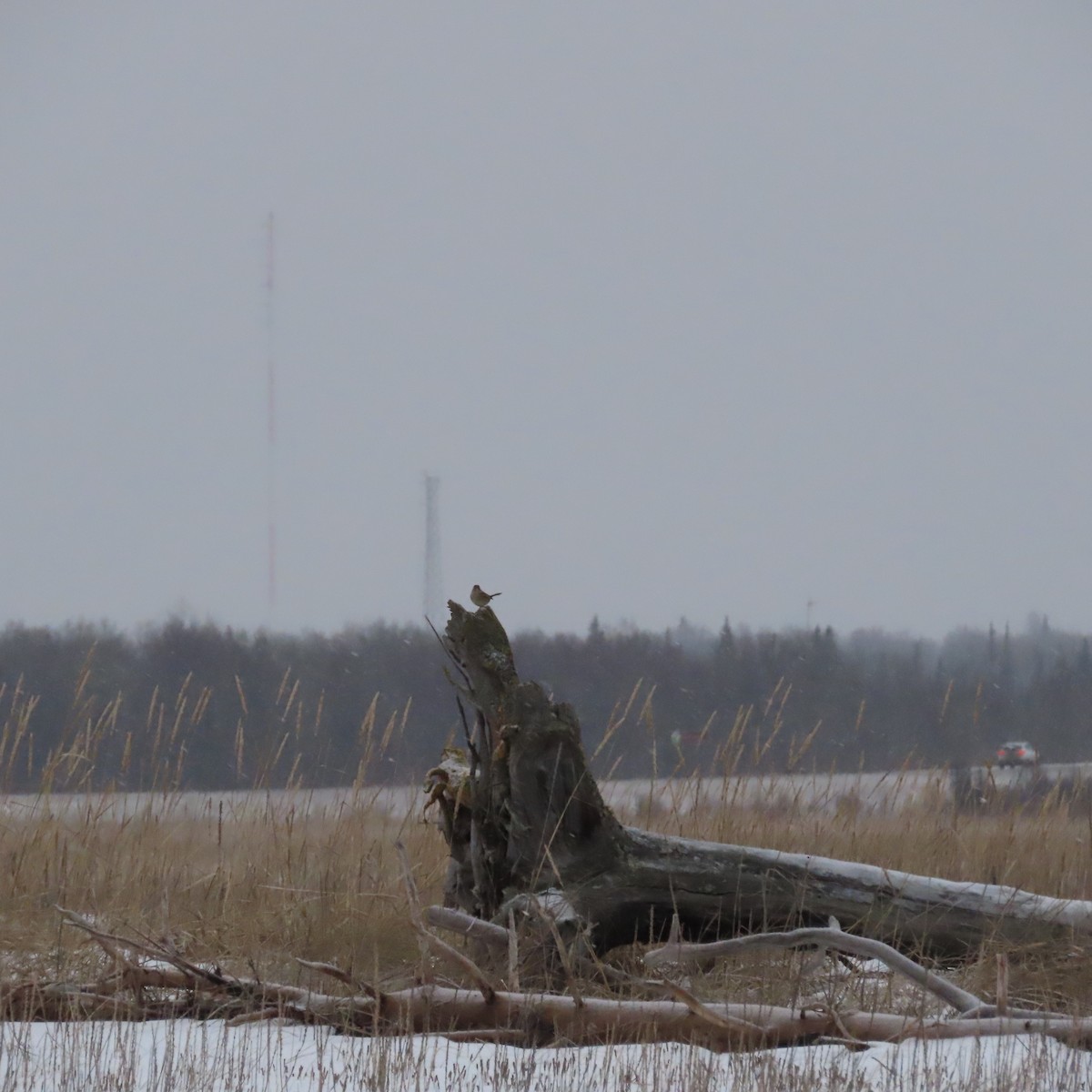 Бруант білобровий - ML646101924