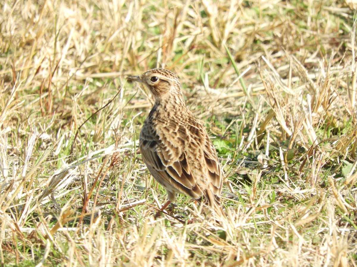 sanglerke - ML646101925