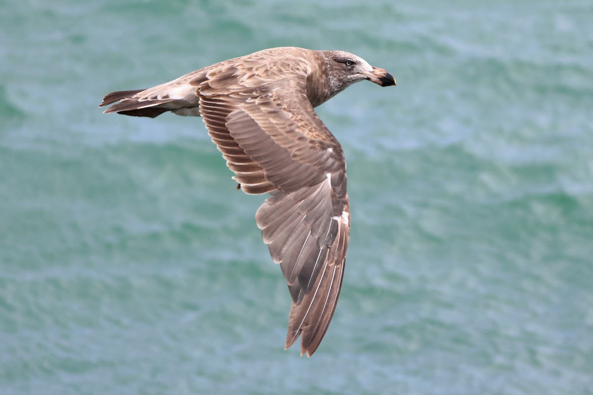 Pacific Gull - ML646101926