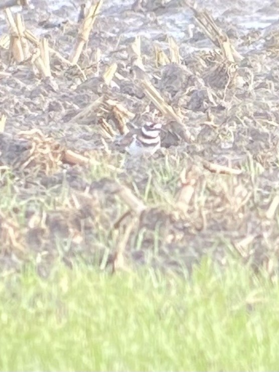 Killdeer - ML646101927