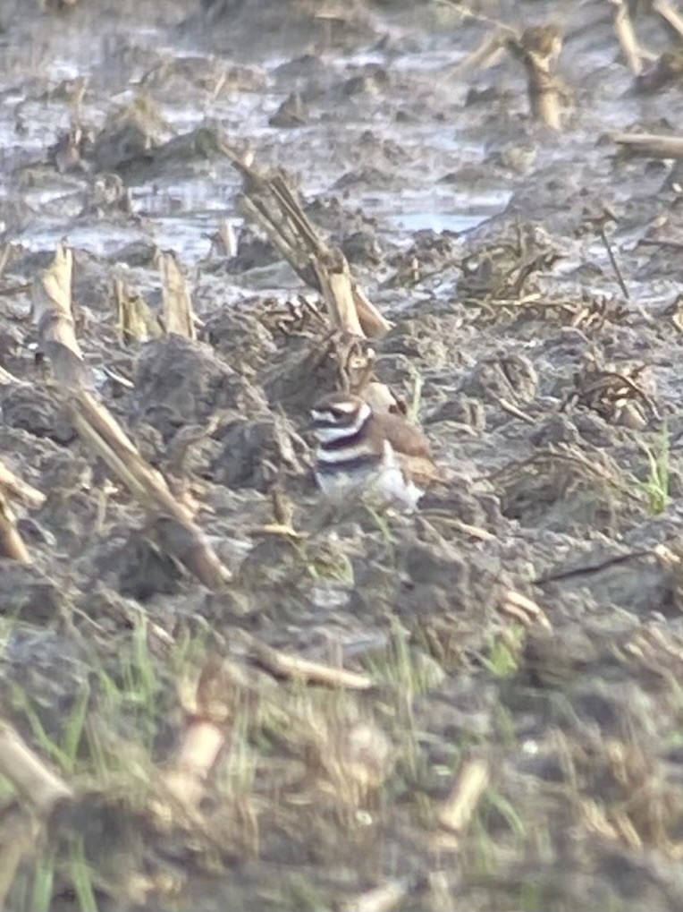 Killdeer - ML646101928