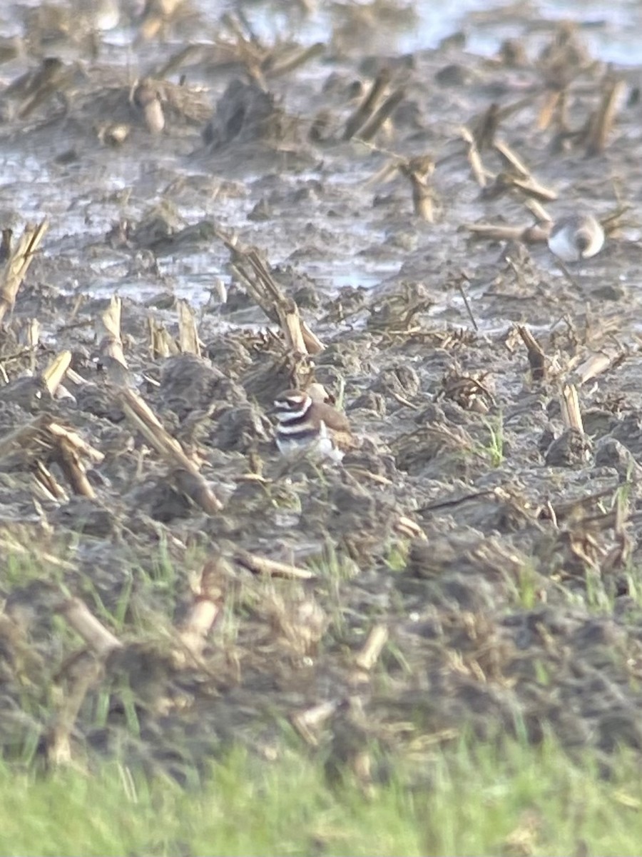 Killdeer - ML646101929