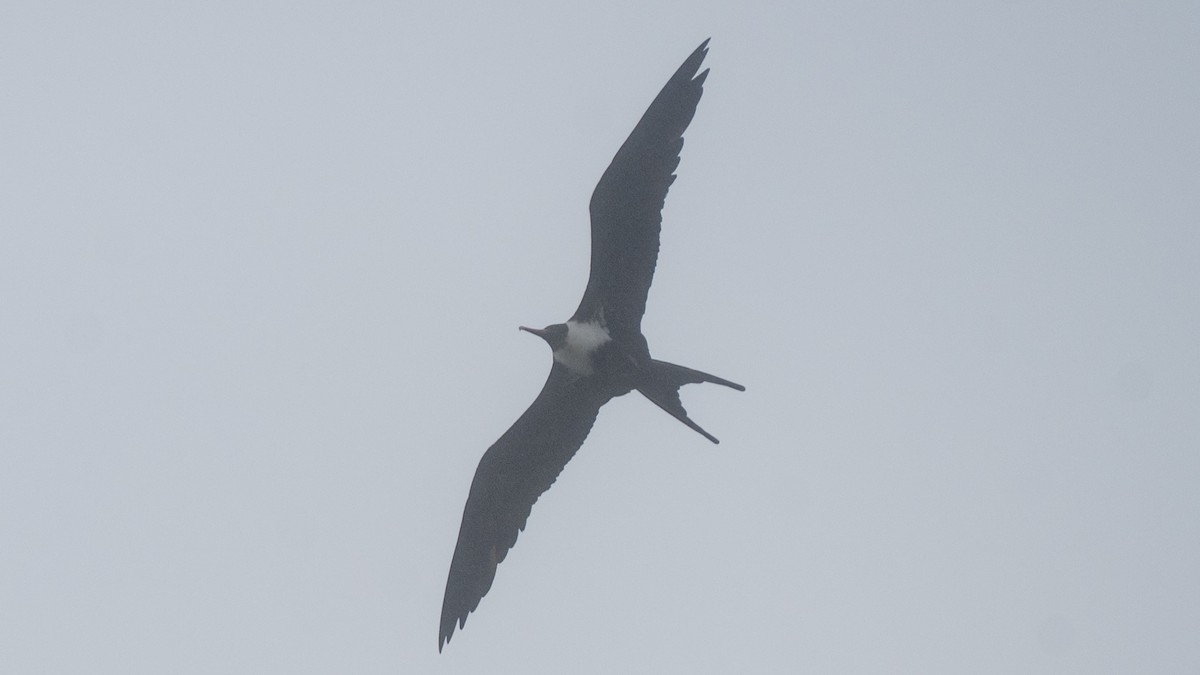 Lesser Frigatebird - ML646101930