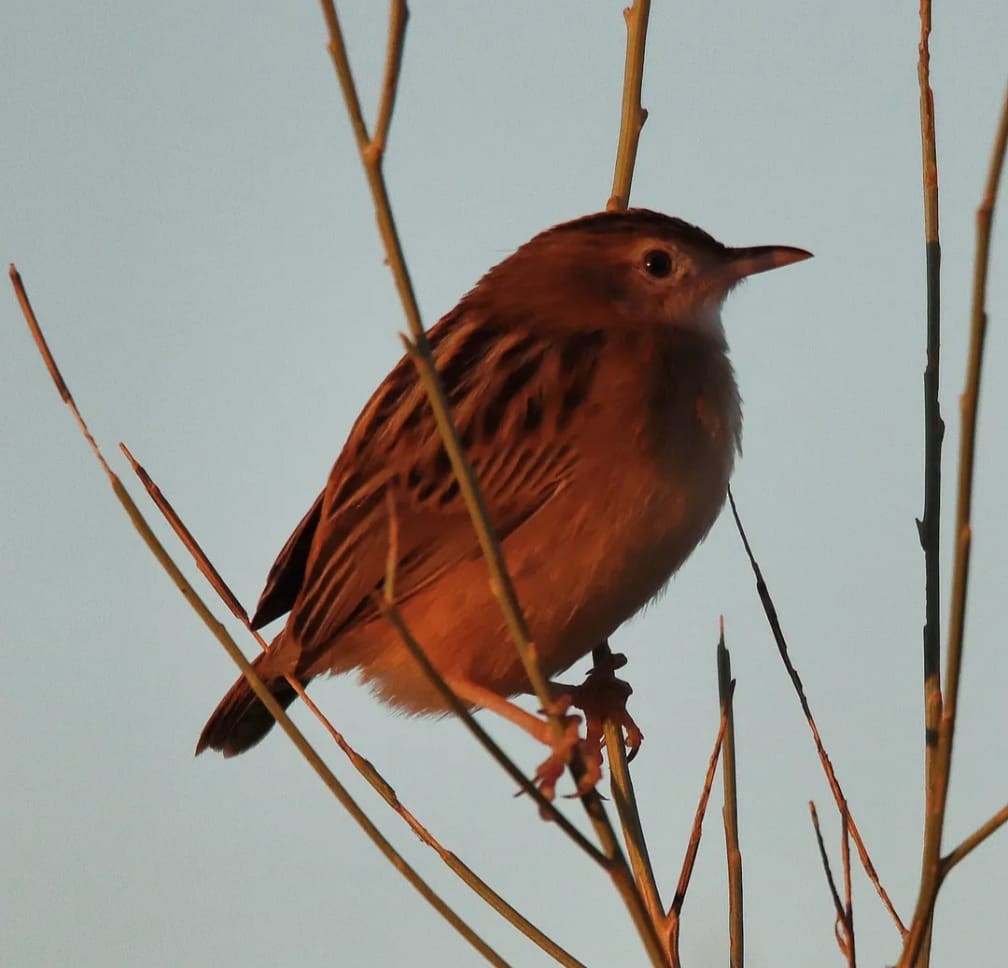 Zitting Cisticola - ML646101931