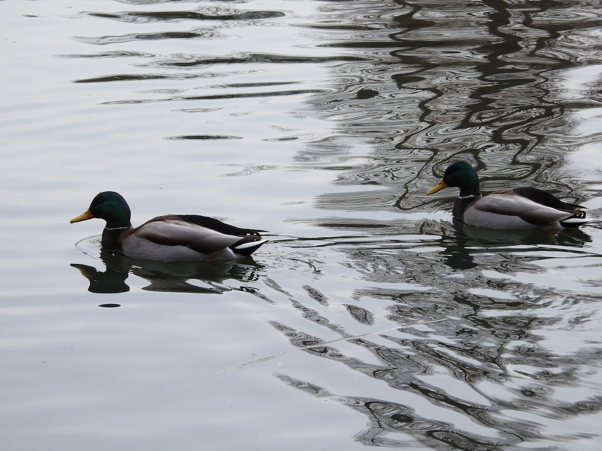 stokkand - ML646101934