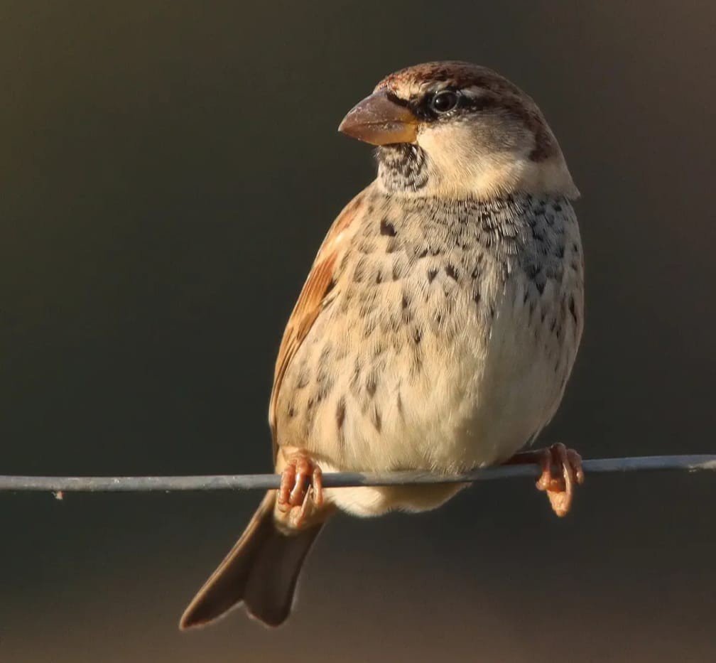 Spanish Sparrow - ML646101935