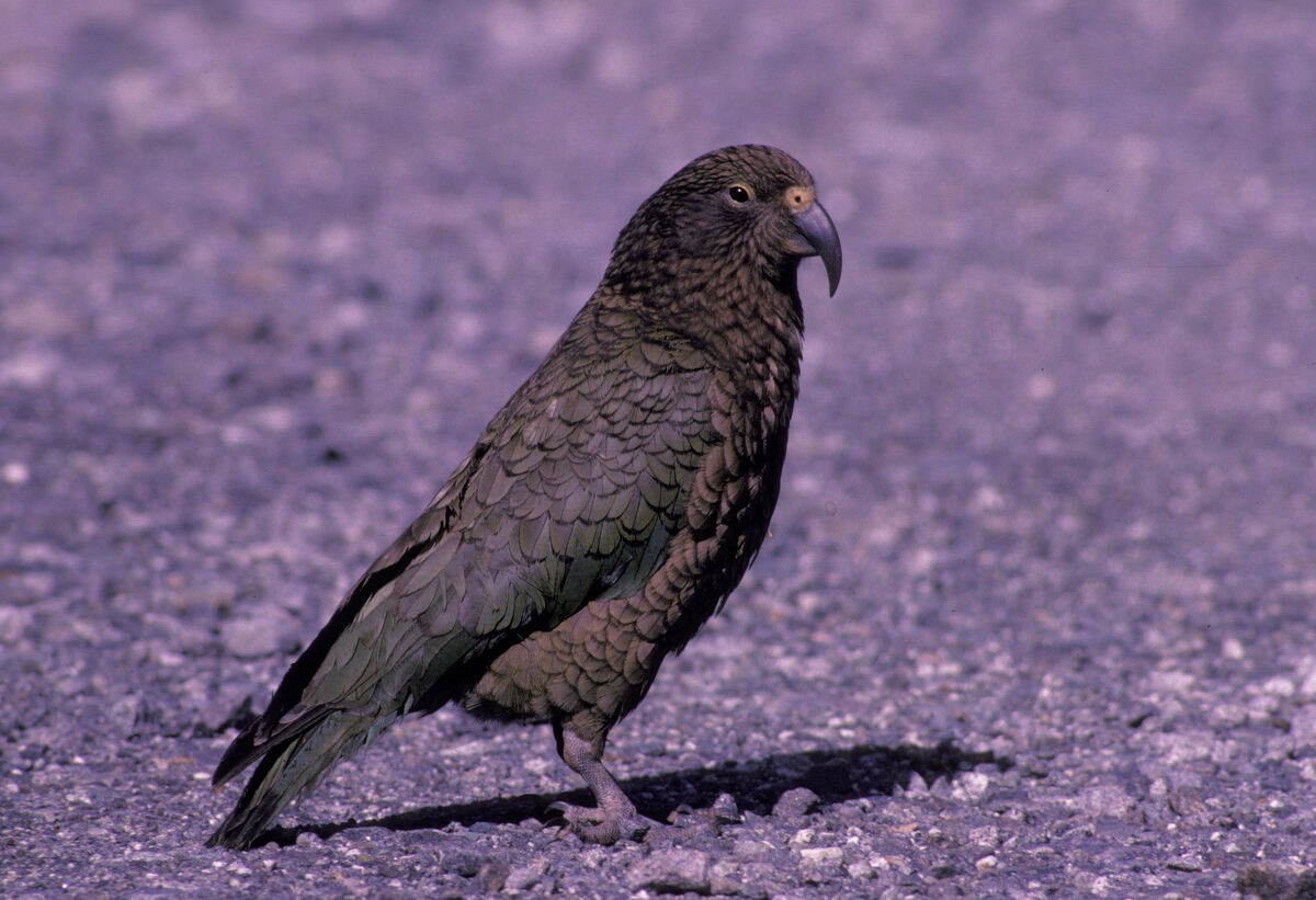 Кеа - ML646101936