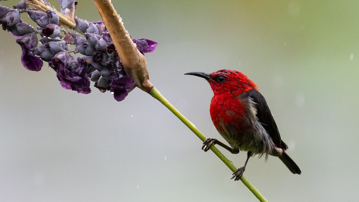 Медовичка сулавеська - ML646101937
