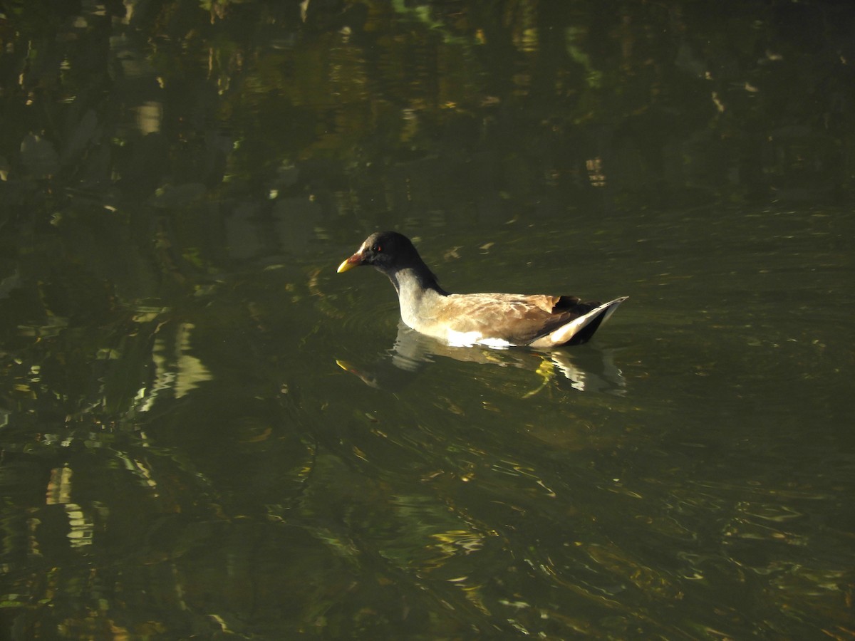 sivhøne - ML646101938