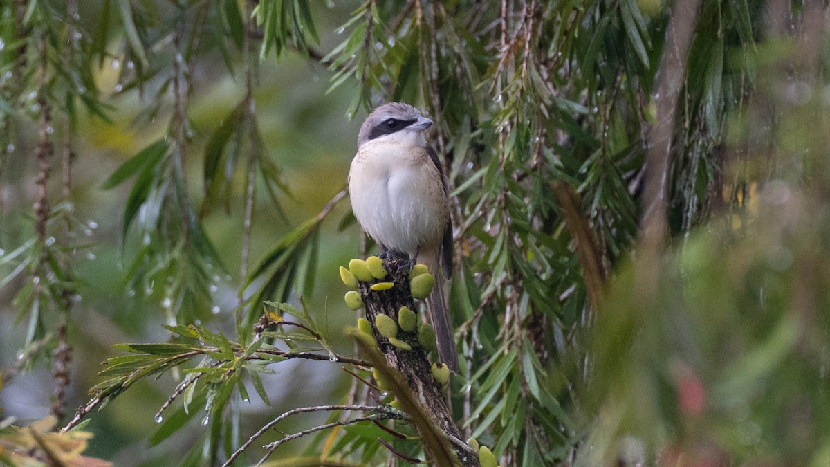 Сорокопуд сибірський - ML646101940