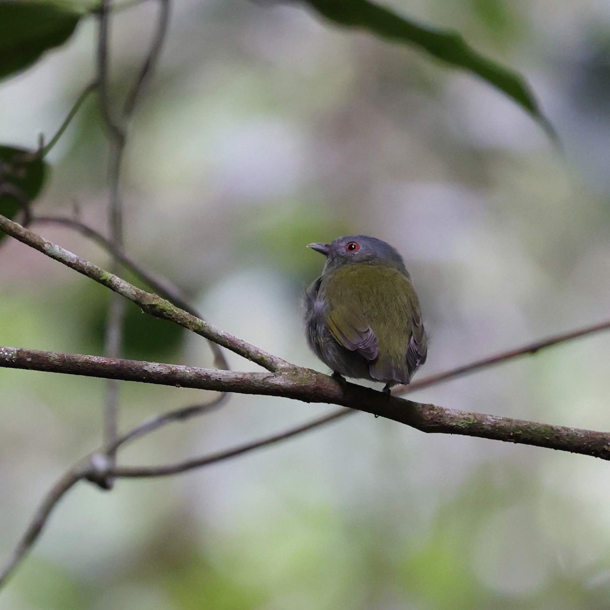 Салтарин білоголовий - ML646101941