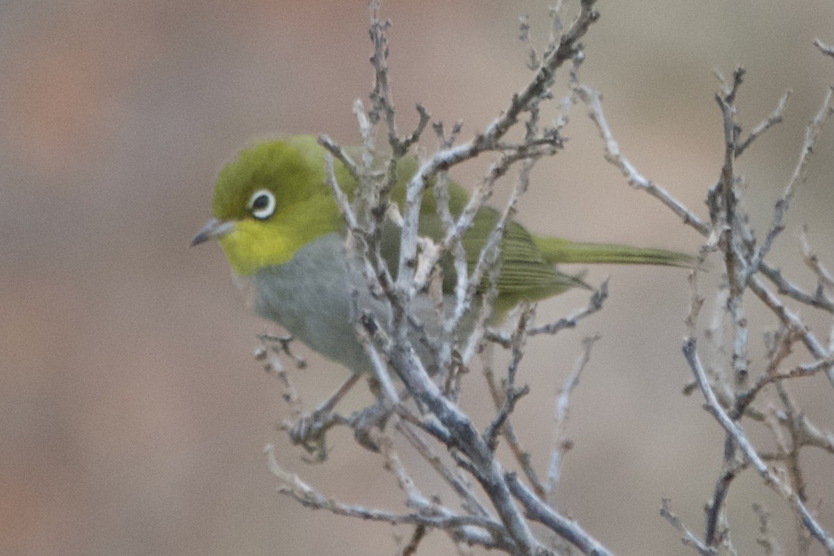 Окулярник сивоспинний - ML646101942
