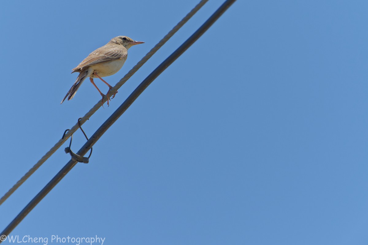 Щеврик польовий - ML646101943