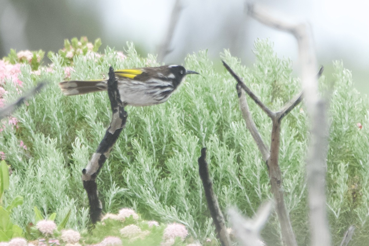 Медовка жовтокрила - ML646101944