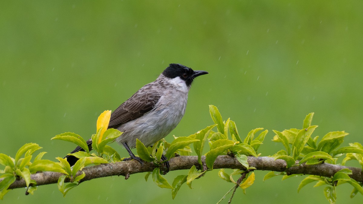 Бюльбюль індокитайський - ML646101945