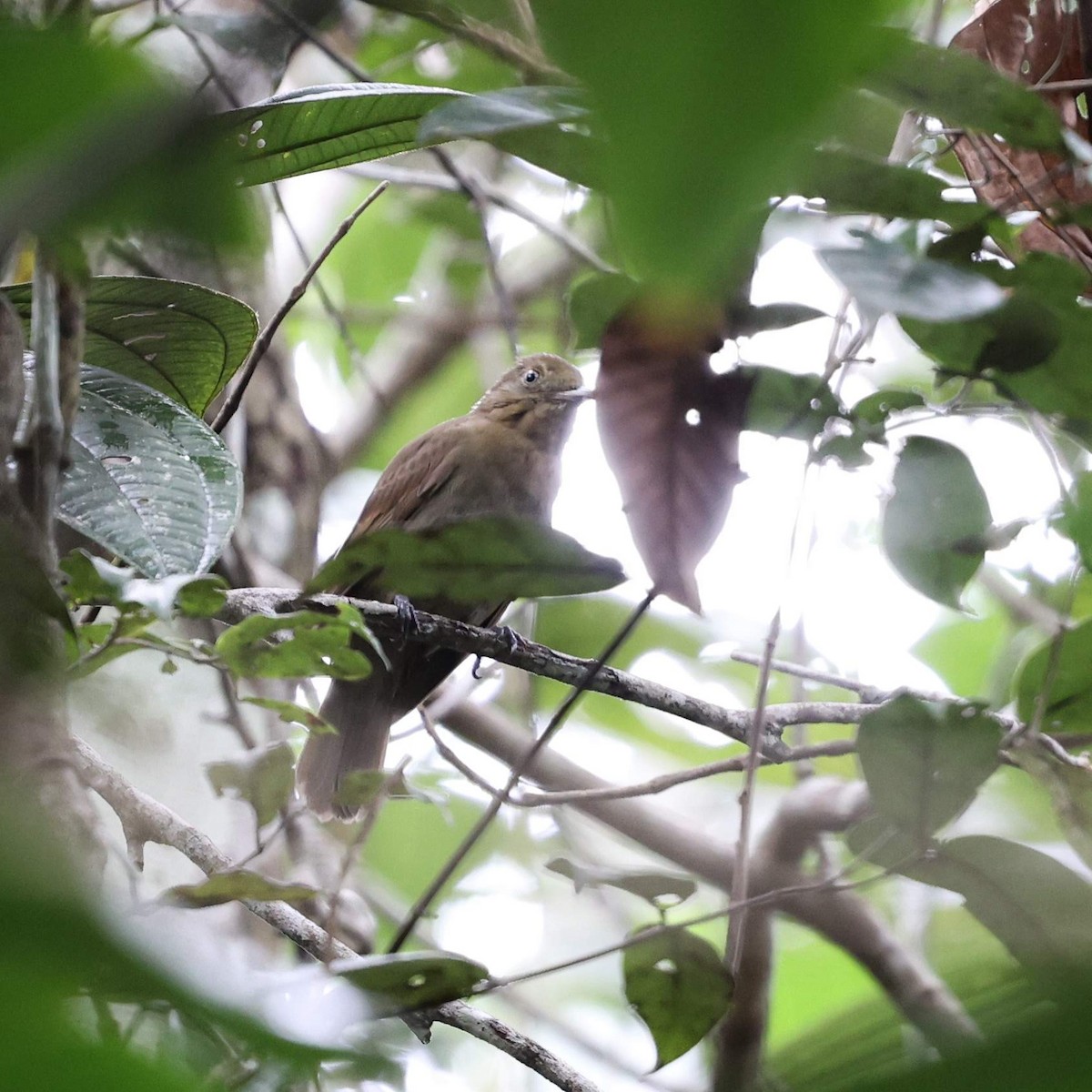 Лорон бурий - ML646101946