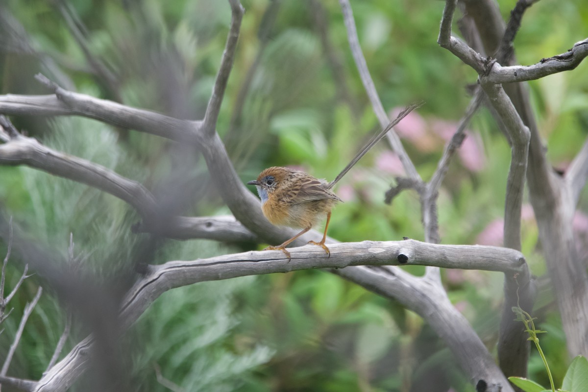 Малюр-м’якохвіст рудолобий - ML646101947
