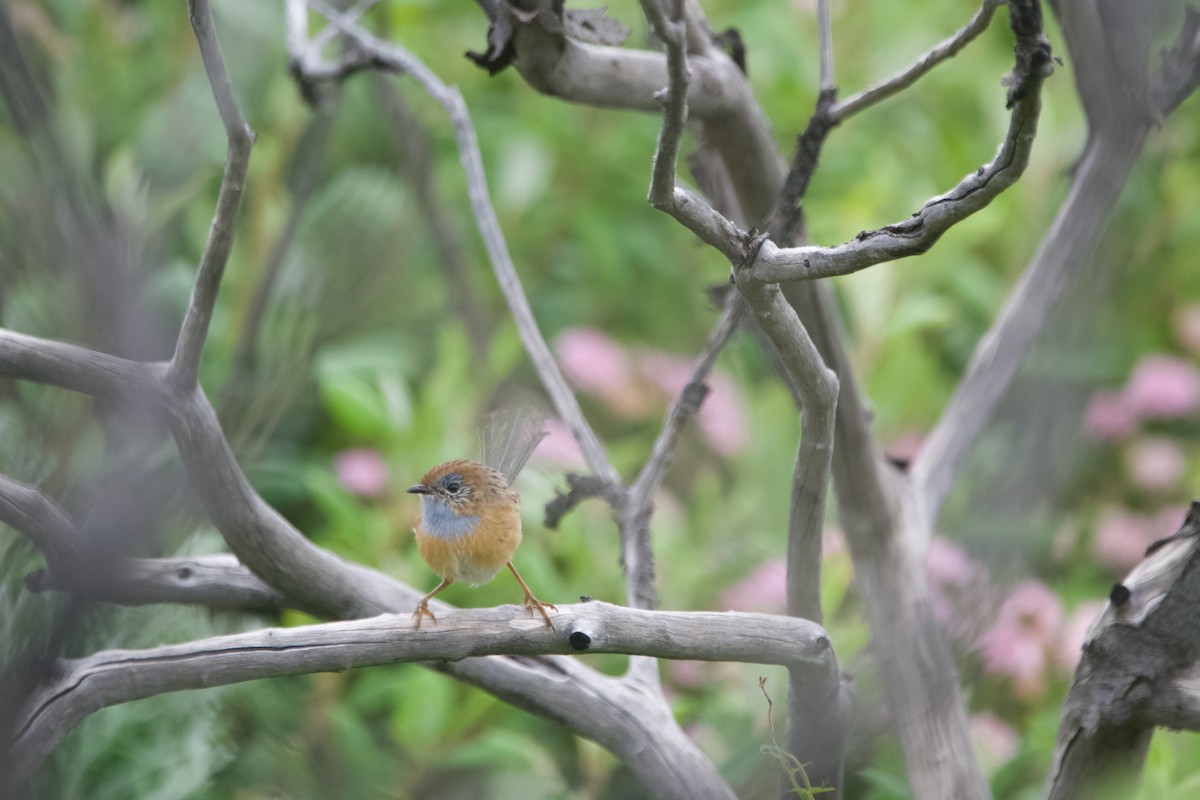 Малюр-м’якохвіст рудолобий - ML646101948