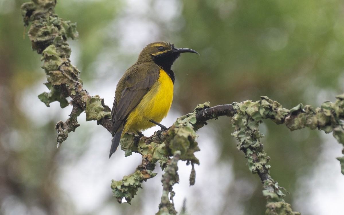 Sahul Sunbird - ML646101950