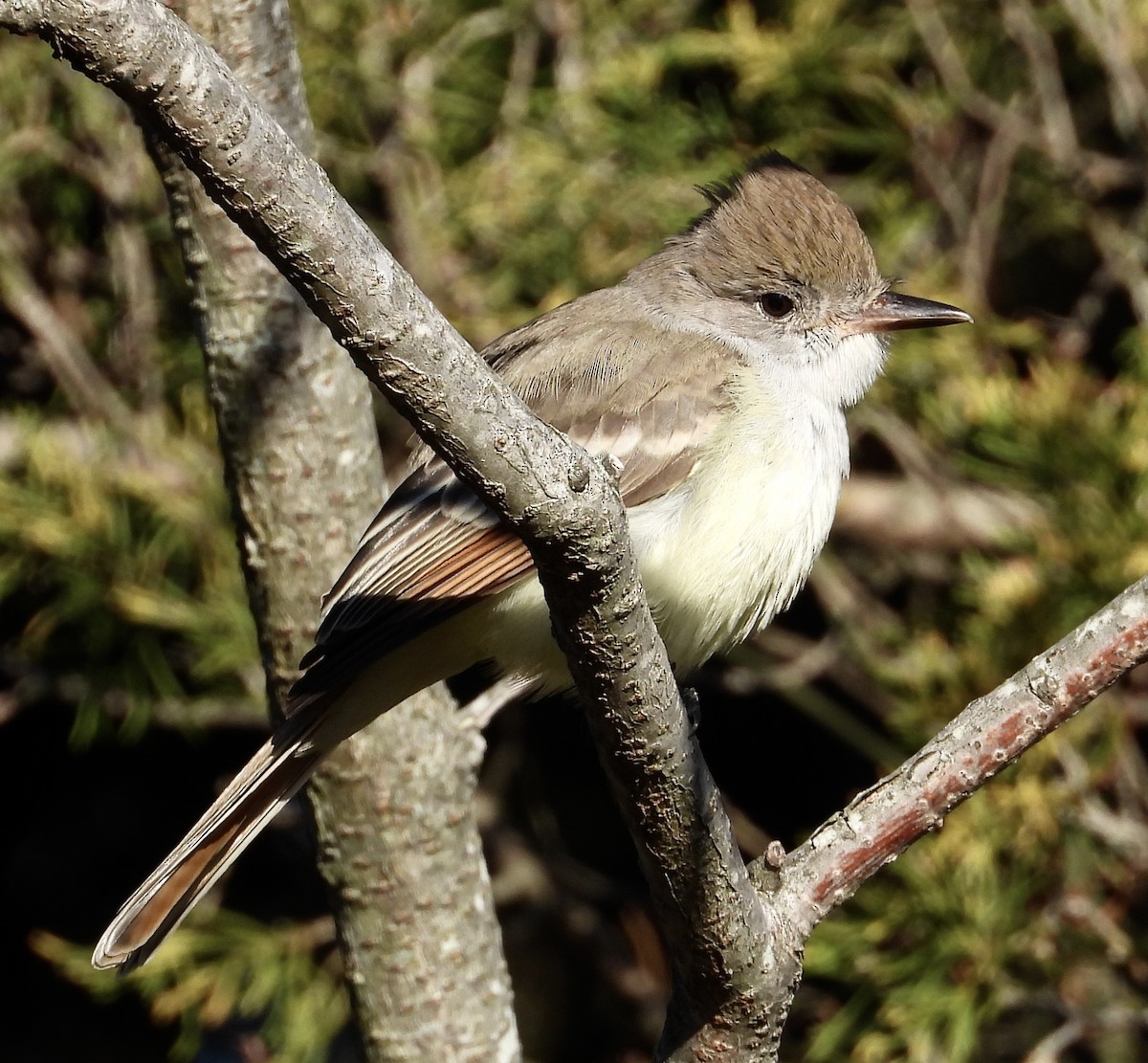 Копетон світлочеревий - ML646101951