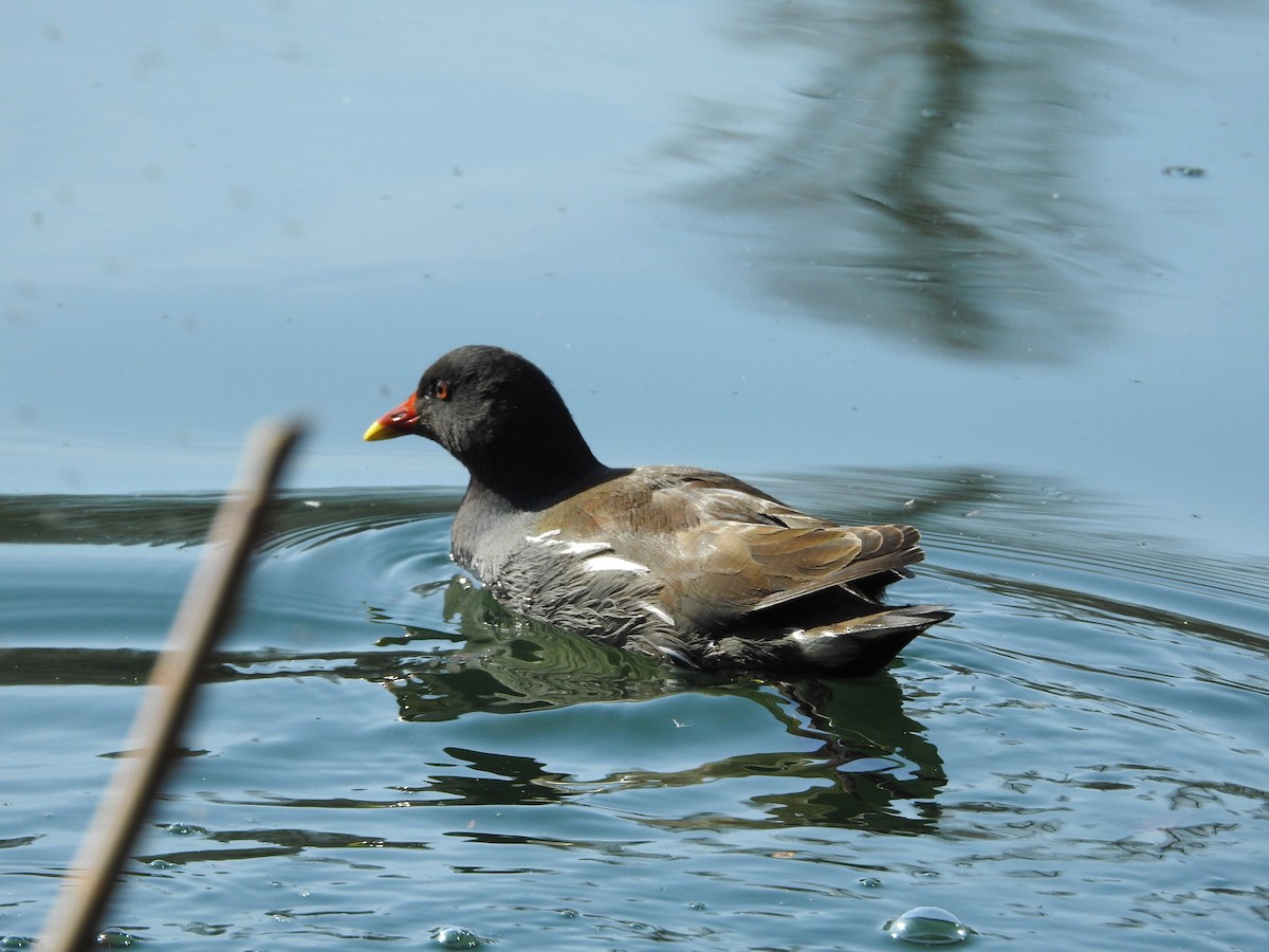 sivhøne - ML646101952