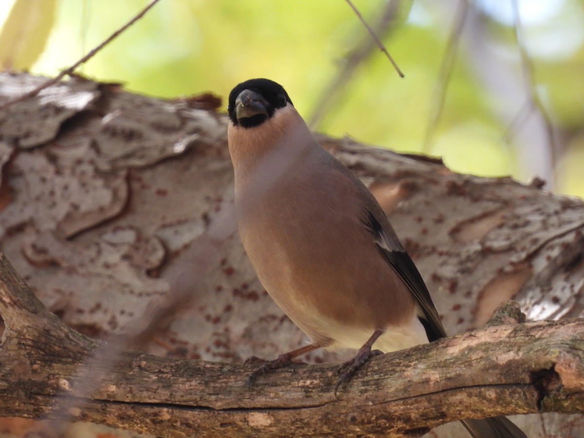 dompap - ML646101953