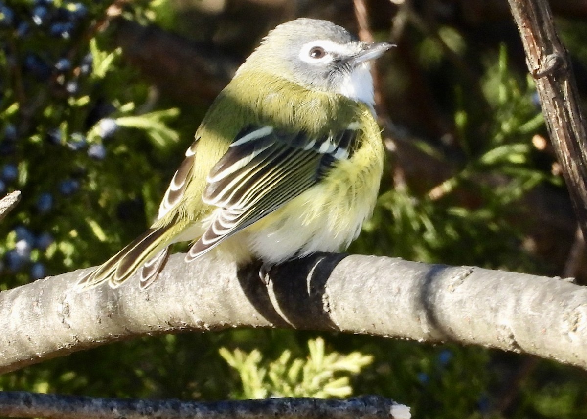 Віреон сизоголовий - ML646101954