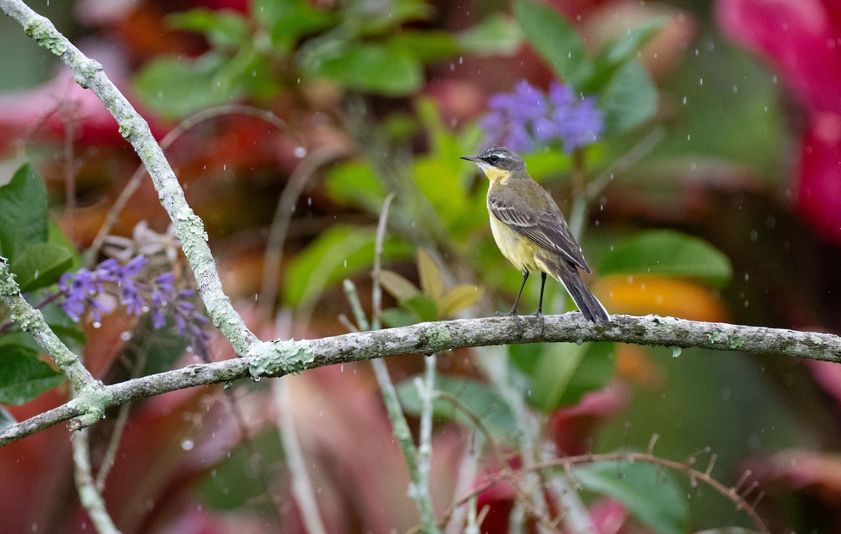 Плиска аляскинська - ML646101955