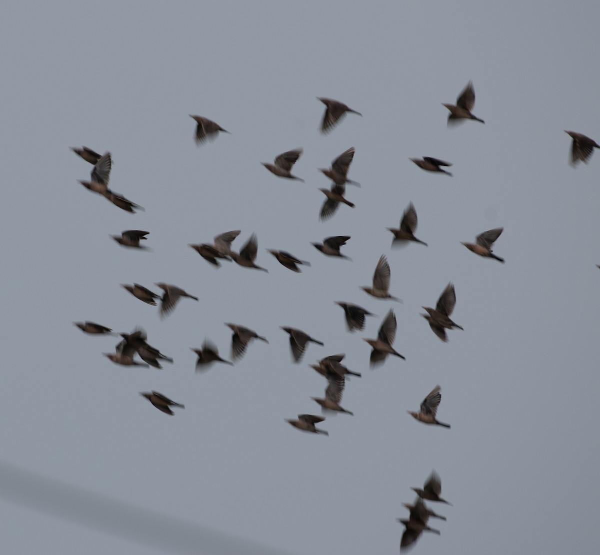 Шпак рожевий - ML646101956