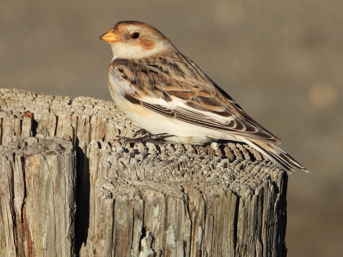 Пуночка снігова - ML646101957