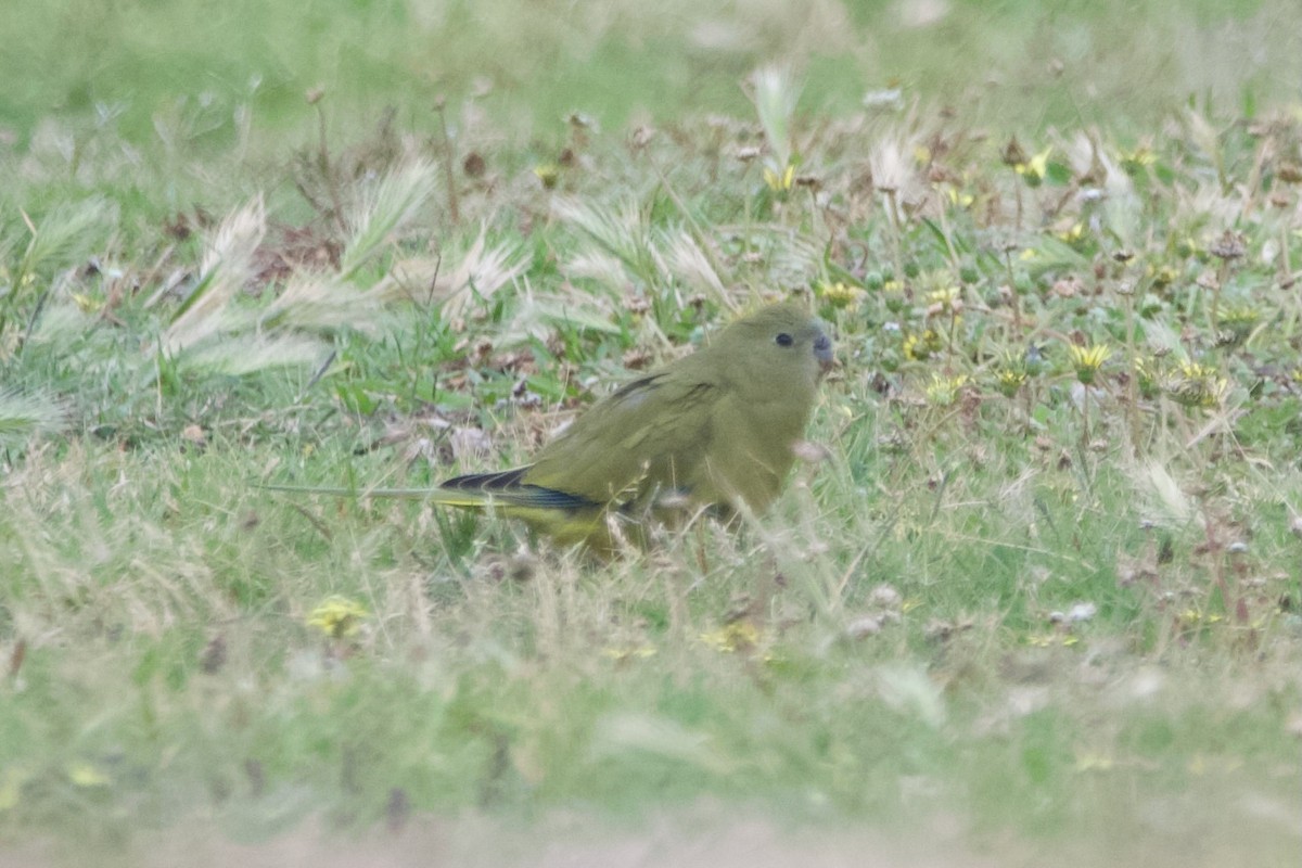 Папужка скельний - ML646101958