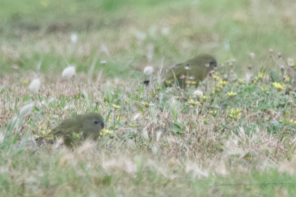 Папужка скельний - ML646101959