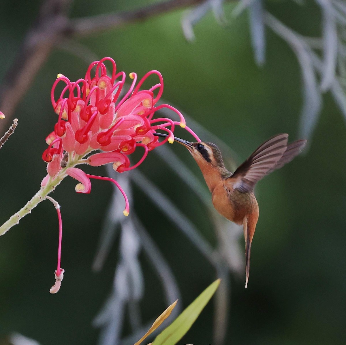 Ерміт рудий - ML646101960
