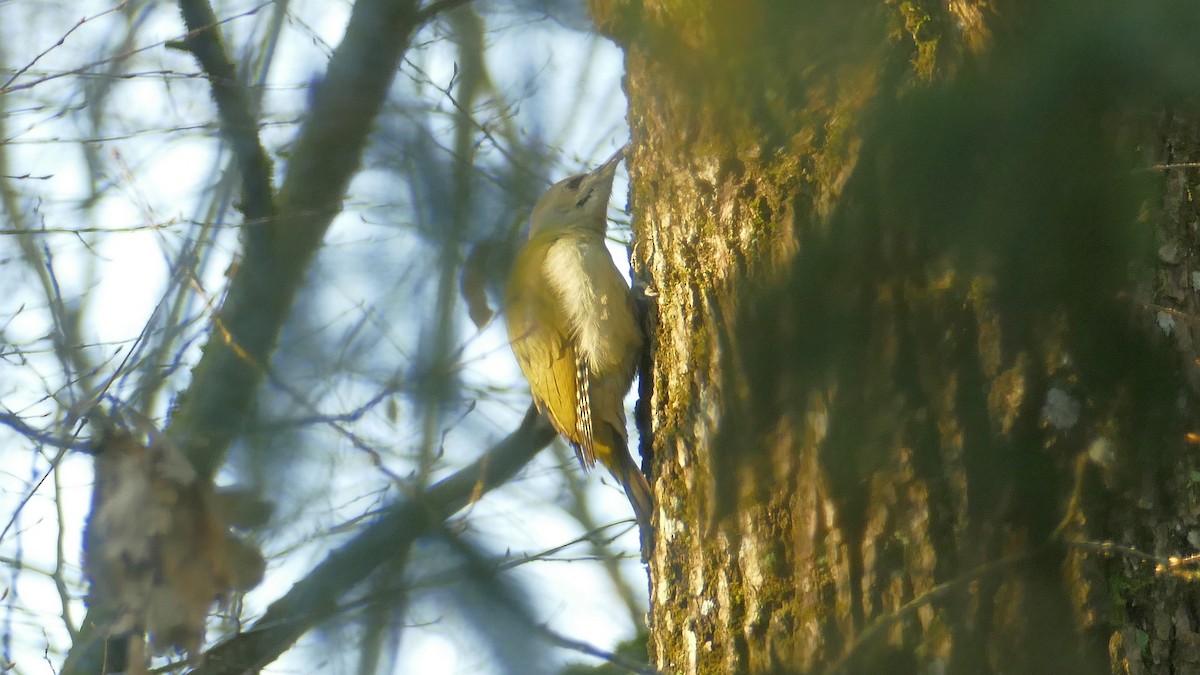 Picchio cenerino - ML646101961