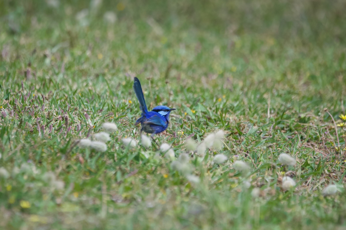 Малюр лазуровий - ML646101962